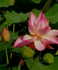 �糿������������µĺɻ���