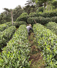 “西湖第十一景”!杭州這里成網紅打卡點,全國游客都趕來!