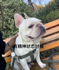 愛寵被誤診小病成大病,為錢套路甘當庸醫?