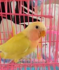 ĵ������������