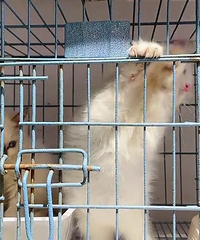 ��ż��һ��һ