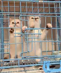 �����Ҽҳ�