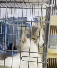 ���Ų�ż�Ͱ���������