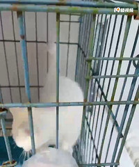 ���Ŵ�����ͫ