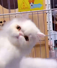 ��ëȫ�׼ӷƵܵ�