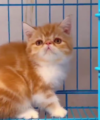 �ӷƵܵ���ֻ