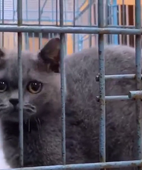 �������è