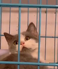 ���������׵ܵ��Ǹ�����