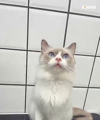 ��ż��ĸ�ؼ�666