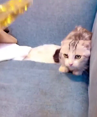 ���̼Ӱװ��ŵܵ��ؼ�