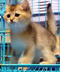 �𽥲�25ɫ�ܵ�