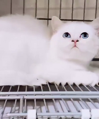 ����������ܵ��۾��Ķ���