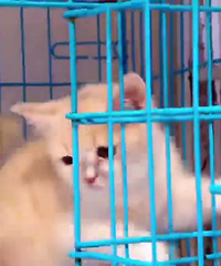 �����������Ӣ�̵ܵ�