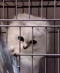 �ĸ��½�������