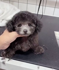 ������̩�ϵܵܡ�