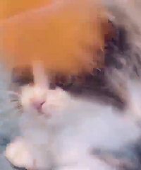 ��ë��������