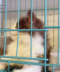 �����³�ë��������