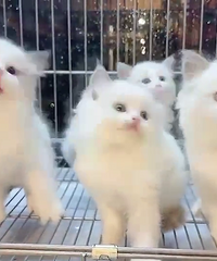 ����ֵ��żһ��