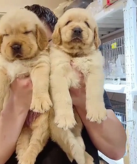 ˫Ѫͳ��ë�ܵ�