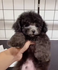 ������̩�ϵܵ�