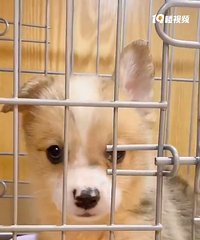 �»��ɿɰ���