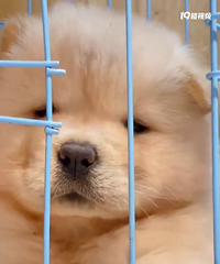 ����ɫ��ʨ����ϡ��