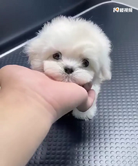 ������˹��