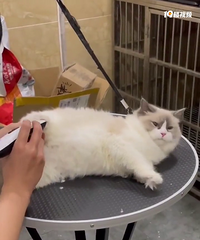 ����ĸ��ż����