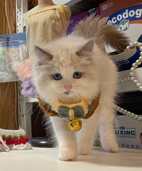 ��ż�ܵ���������ʵ��