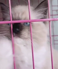 ���ײ�ż���ٵ�