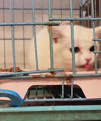 ���װ��ŵܵ�