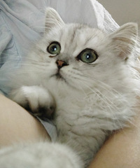 ���׸ߵ�����