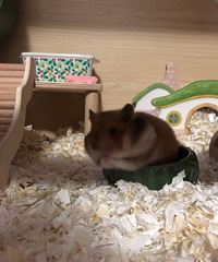 直接傳圖
