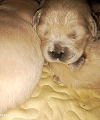 ˫ѪͳС��ë����Ԥ��