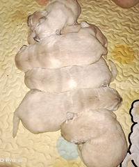 ˫ѪͳС��ë����Ԥ��