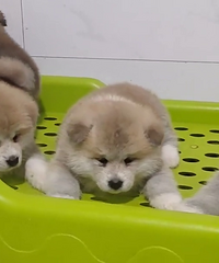 С���ﱦ����ϲ���Ŀ��Կ���