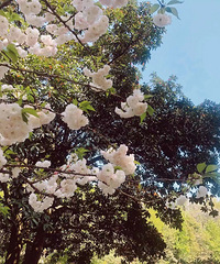趁着好天气去西湖边踏春,回来就过敏