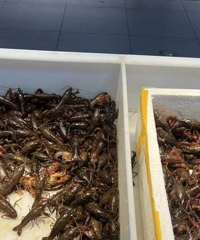 最低10多元/斤?第一頓小龍蝦建議再忍忍,過兩天就要降價了