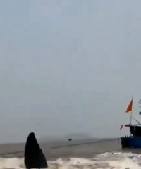 象山一頭抹香鯨擱淺,專家:情況不容樂觀