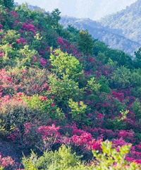徒步十里杜鵑古道
