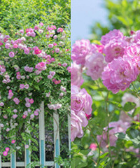 采荷中學薔薇花,美得開掛