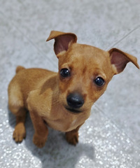 500Ԫ��һֻ����ĸС¹