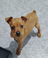 500Ԫ��һֻ����ĸС¹