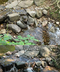 “续杯”成功?杭城游客欣喜:部分断流的九溪水“涨回来”了