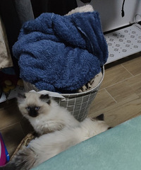 �Լ����������µĲ�ż����è������