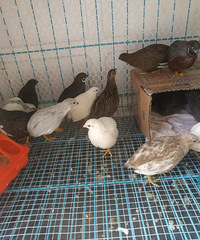 ��«����14ֻ��10ĸ4����������380Ԫ����Ҫ��340Ԫ��