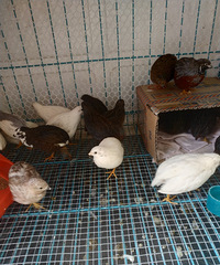 ��«����14ֻ��10ĸ4����������380Ԫ����Ҫ��340Ԫ��