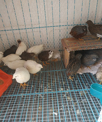 «��������̨���Ｆ���ۣ�·�����ᣡ