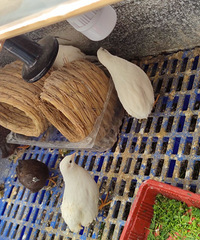 ����«������ֳ���150Ԫ��ԭ��468Ԫ��