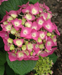 城東繡球花開